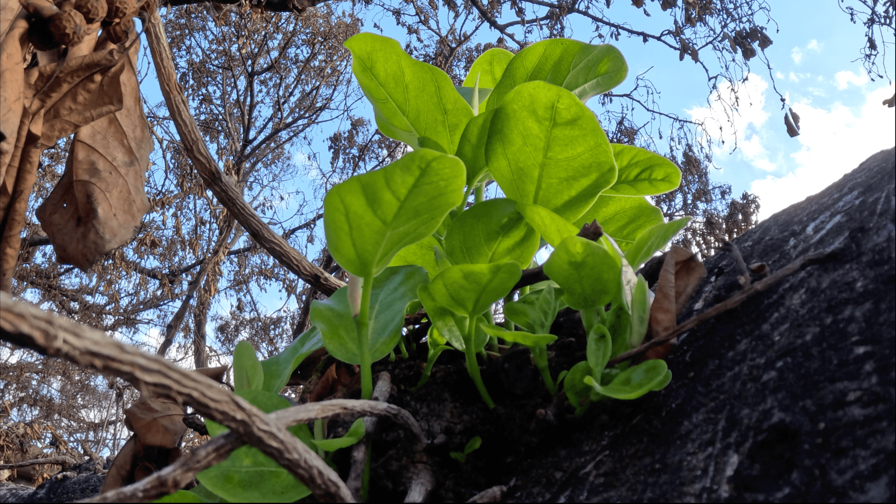 Lahaina Banyan Tree with New Sprouts